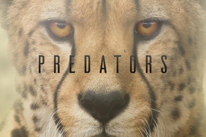 Predators