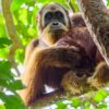 Das geheime Leben der Orang-Utans