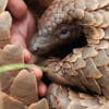 Pangolin: Kulus Weg – Netflix