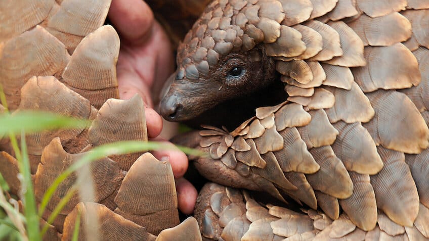 Pangolin: Kulus Weg – Netflix