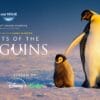 Die geheimnisvolle Welt der Pinguine