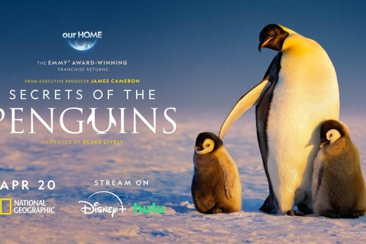 Die geheimnisvolle Welt der Pinguine