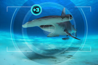 All the Sharks - Netflix